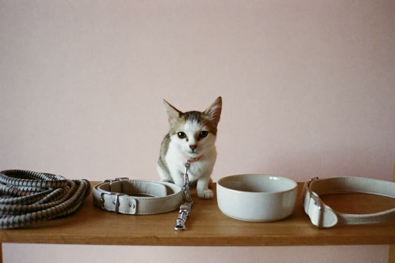 A shelf of leads, collars and bowls