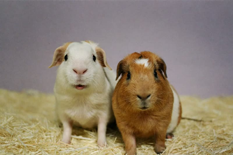 Two guinea pigs on clean straw