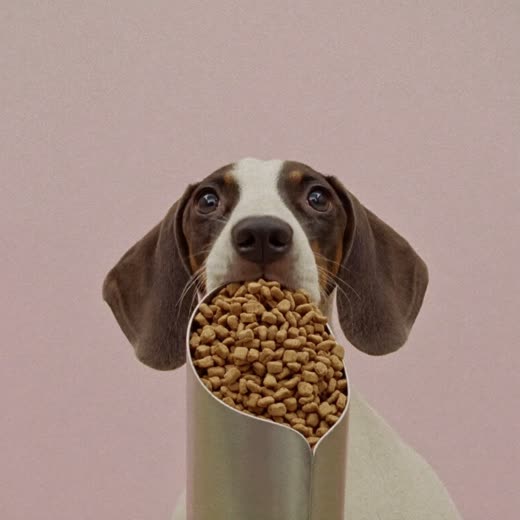 A scoop of dry dog food